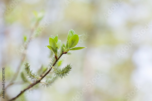 Beautiful nature plant with young fresh green leaves. Springtime in park landscape. Macro view shallow depth of field. Selective focus. copy space