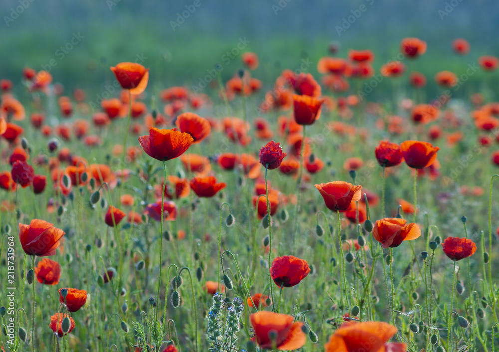 Fototapeta premium meadow of red poppies