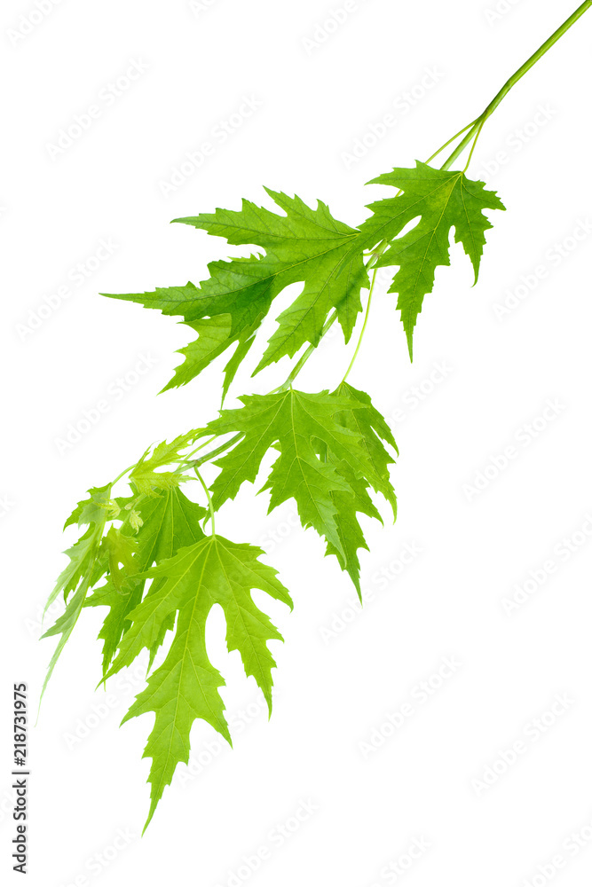 Maple branch with green leaves