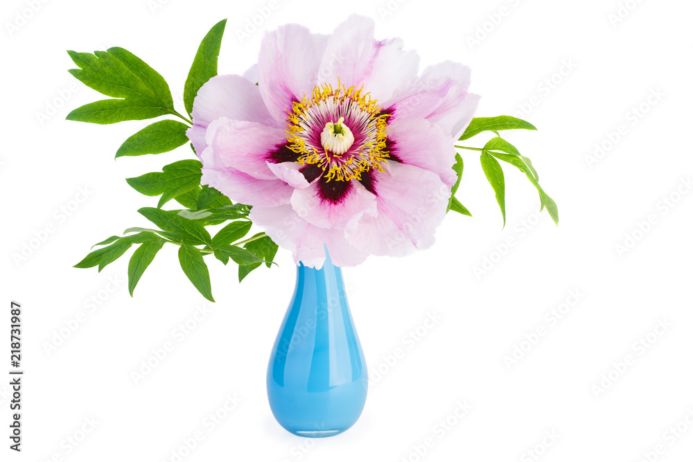 Peony suffruticosa flower in blue ceramic vase Peony suffruticosa flower in blue ceramic vase
