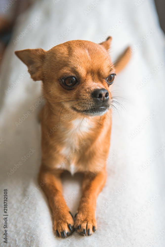Chihuahua at home