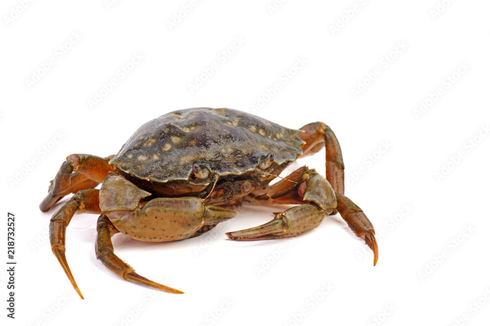 Live crab on a white background.