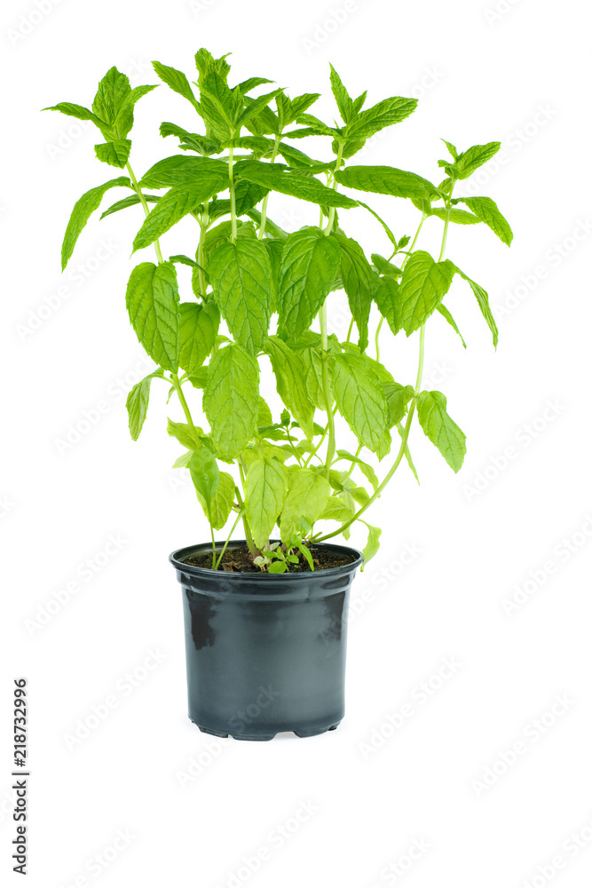 Bunch of fresh green mint Bunch of fresh green mint