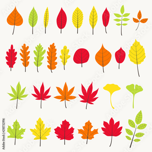 colorful autumn leaves vector set
