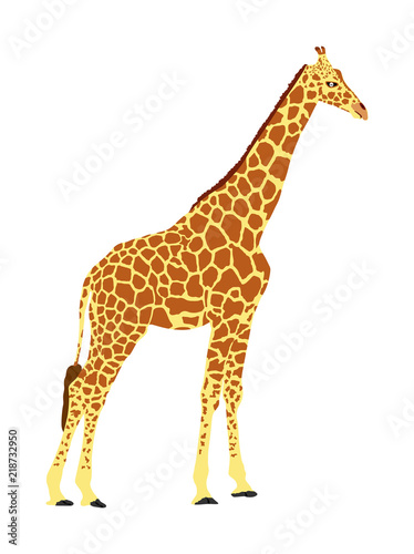 Giraffe vector illustration isolated on white background. African animal. Tallest animal. Safari trip attraction. Big five. Portrait of giraffe.
