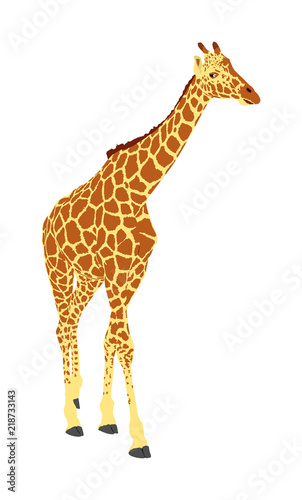 Giraffe vector illustration isolated on white background. African animal. Tallest animal. Safari trip attraction. Big five. Portrait of giraffe.