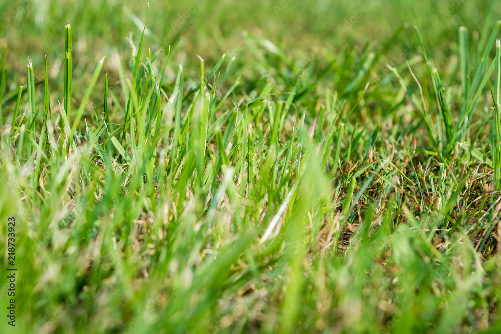 Blurred Fresh green grass close-up on the lawn. View from the bottom of the grass. Summer. Blurred Fresh green grass close-up on the lawn. View from the bottom of the grass. Summer.
