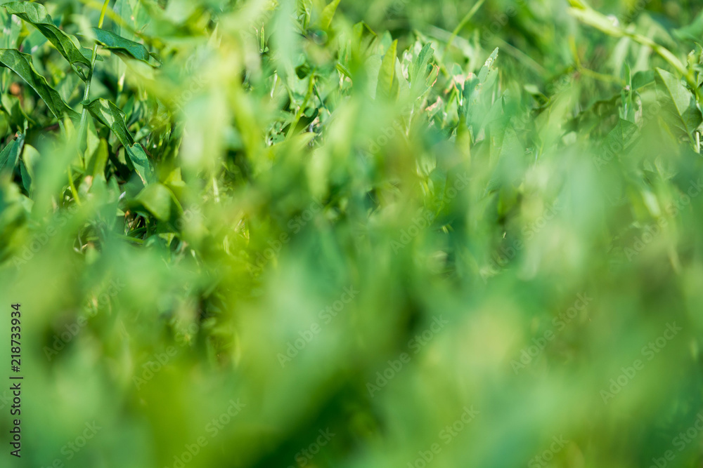 Blurred Fresh green grass close-up on the lawn. View from the bottom of the grass. Summer. Blurred Fresh green grass close-up on the lawn. View from the bottom of the grass. Summer.
