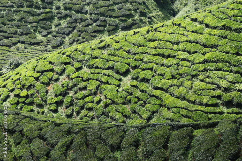 Tea plantation in Cameron highlands,Malaysia 