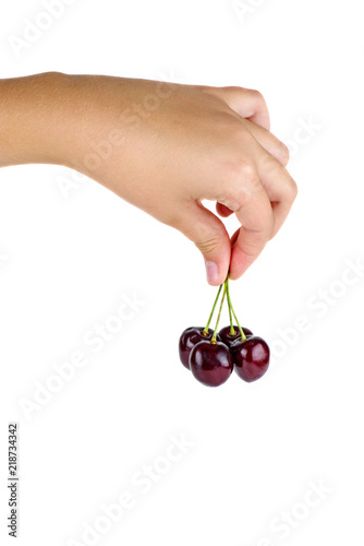 Hand hold ripe red cherries isolated on white background