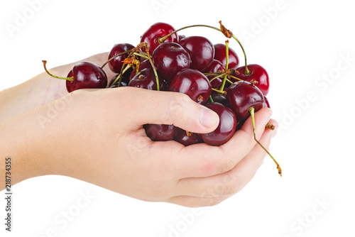 Hands hold ripe red cherries isolated on white background © Roman Ivaschenko