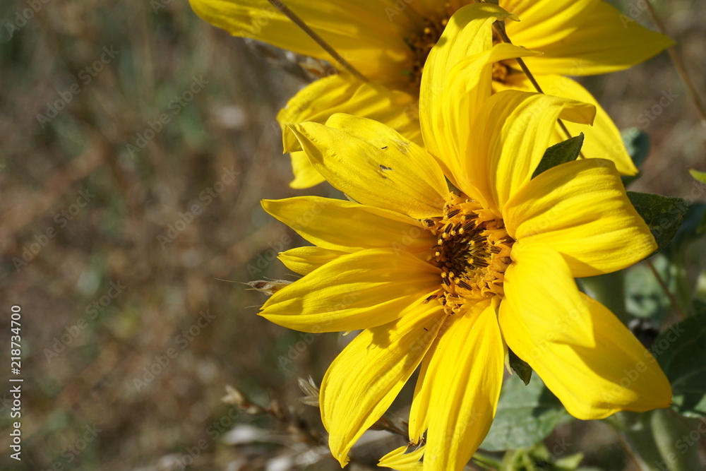 Obraz premium Sonnenblumen