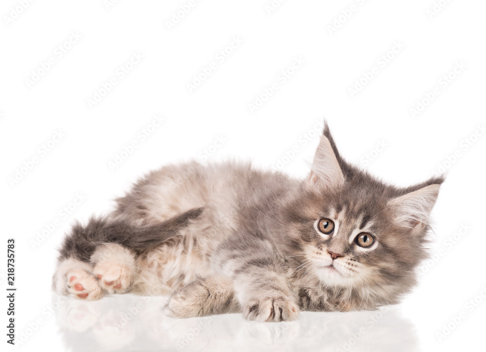 Fototapeta premium Maine Coon kitten