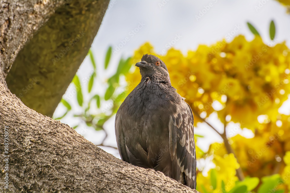 Fototapeta premium The pigeon on the branch in a nature background.