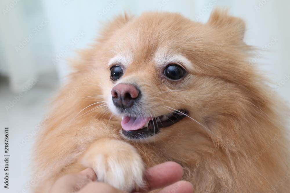 Cute dog pomeranian pets sitting and sleeping on floor Cute dog pomeranian pets sitting and sleeping on floor