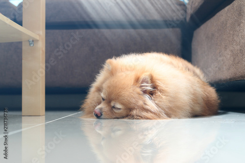 Cute dog pomeranian pets sitting and sleeping on floor