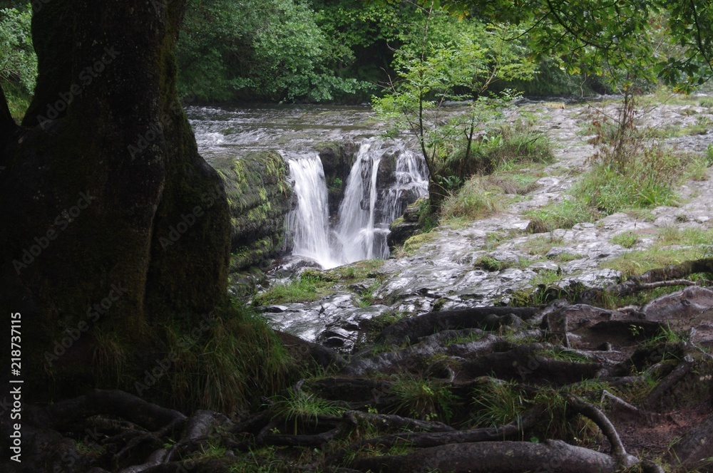 Fototapeta premium brecon forest waterfall woodland