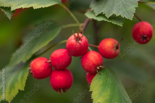 red berries of hawthorn on a branch with green leaves