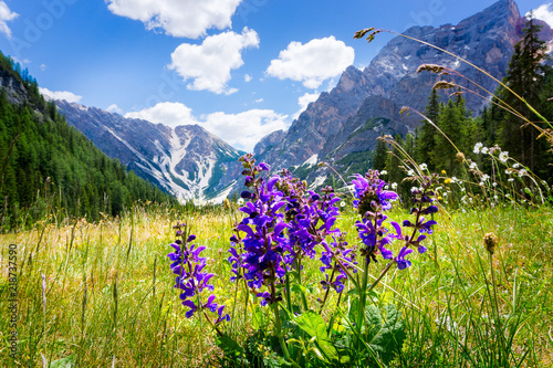 Pragser Wildsee 2018-21 Blauer Eisenhut auf einer Alm beim Pragser Wildsee Südtirol Dolomiten