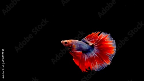 Super slow motion of vibrant Siamese fighting fish Betta splendens