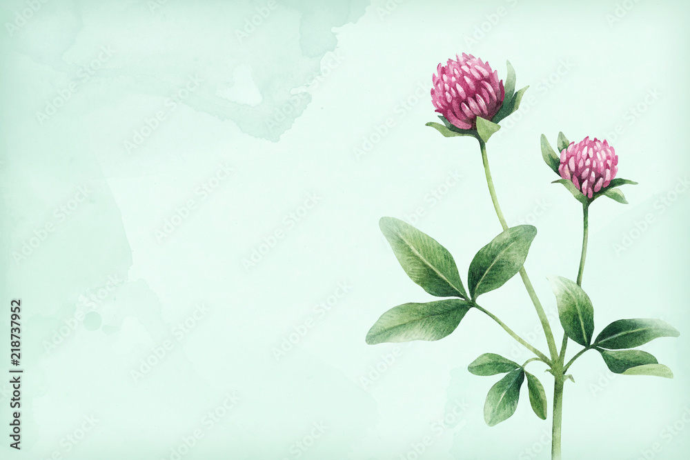 Watercolor illustration of a clover flower
