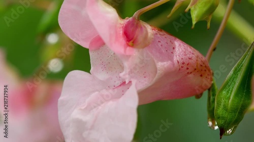 Impatiens glandulifera Royle with raindrops photo