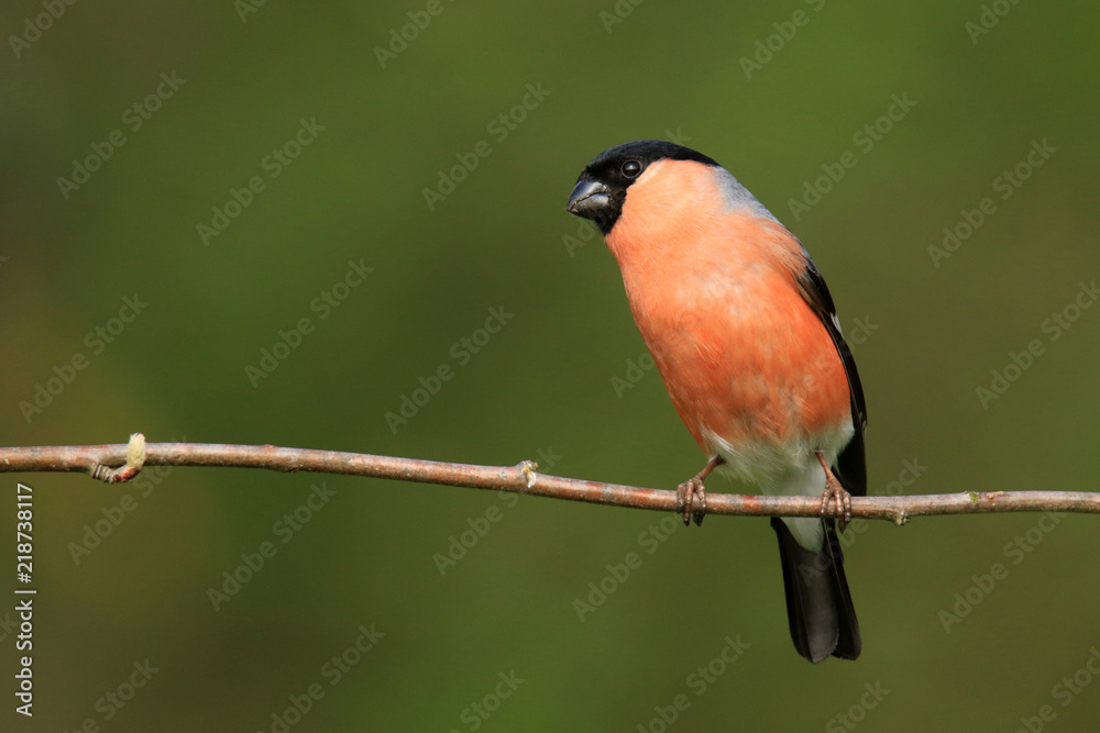 Auf einem Zweig sitzendes GimpelMännchen StockFoto Adobe Stock