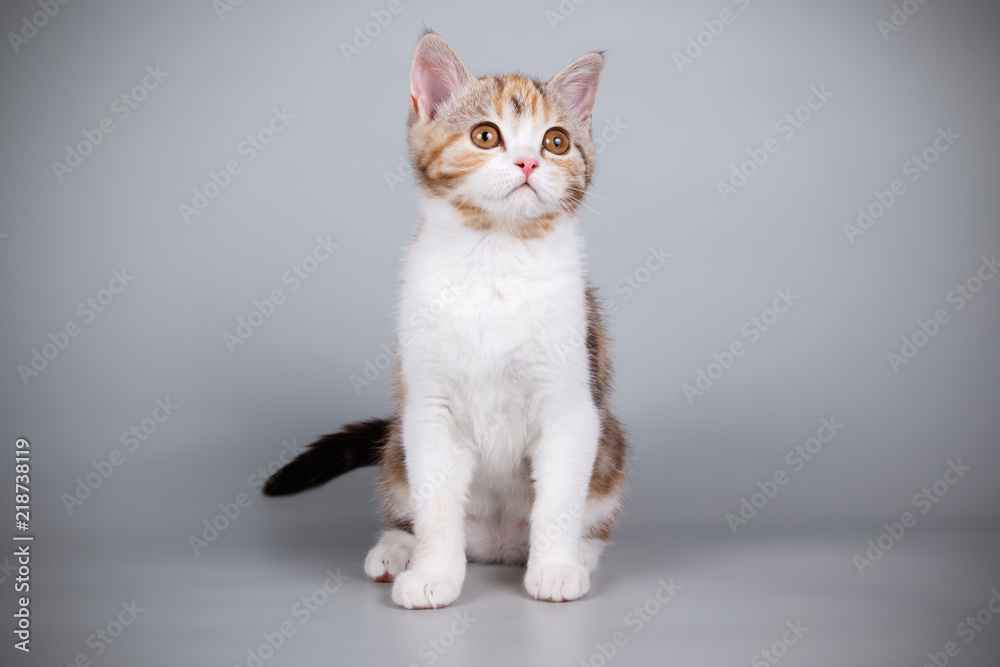 scottish straight shorthair cat on colored backgrounds