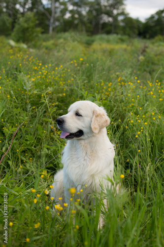 Portrait of lovely golden retriever dog sitting in the green grass and buttercup flowers