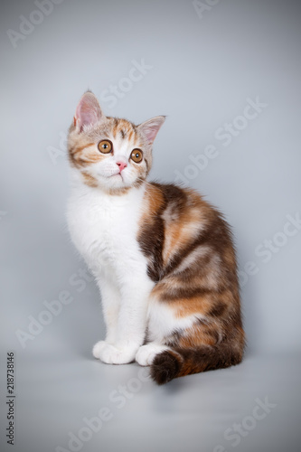 scottish straight shorthair cat on colored backgrounds © Aleksand Volchanskiy