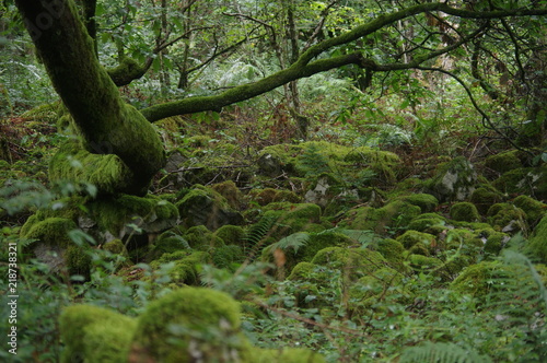 brecon beacons forest waterfalls