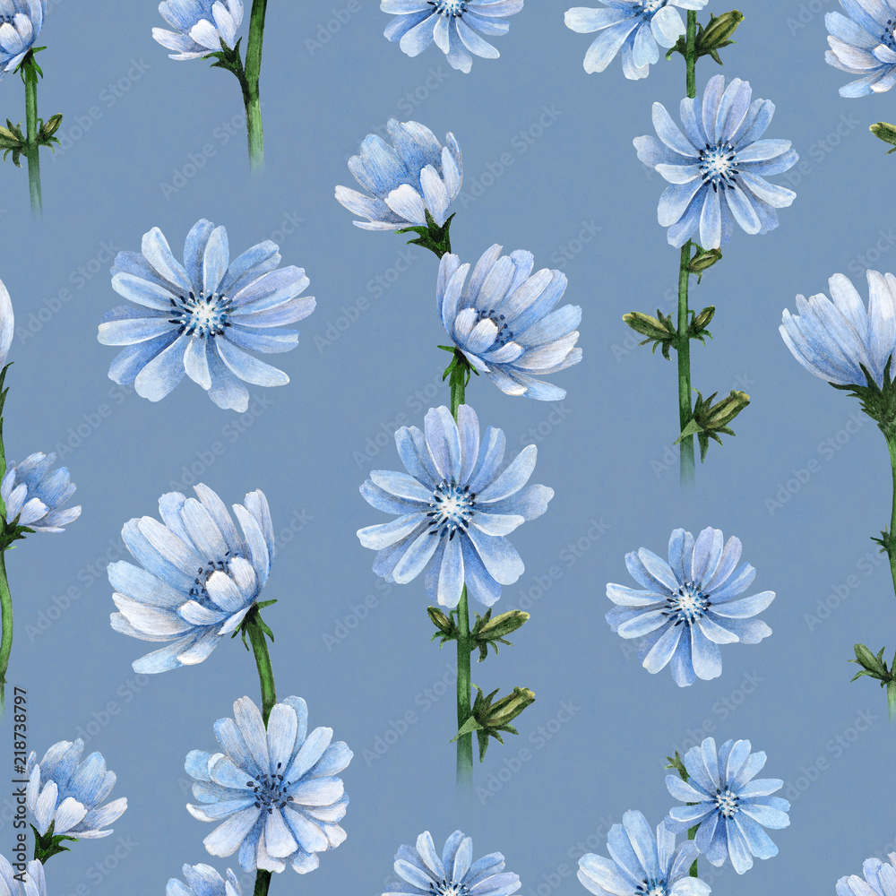 Watercolor illustrations of chicory flowers. Seamless pattern