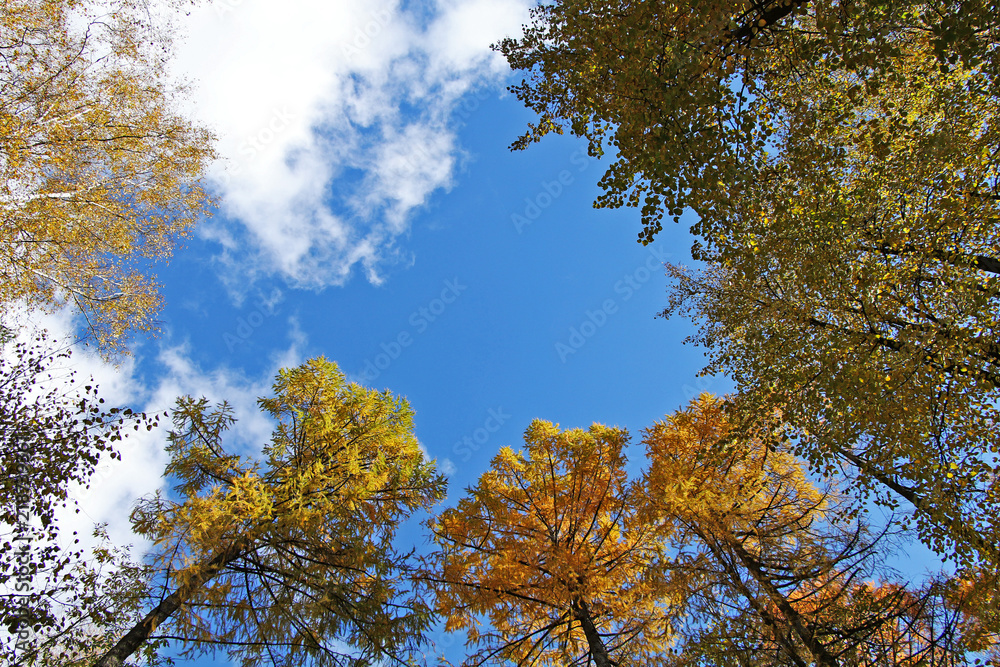 Fototapeta premium Beautiful autumn golden forest. Bottom-up view