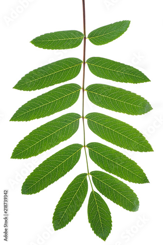 Green rowan tree leaf