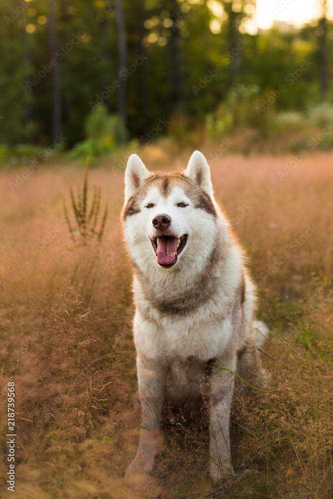 Close-up Portrait of happy beige and white siberian husky dog with brown eyes sitting in the grass at sunset