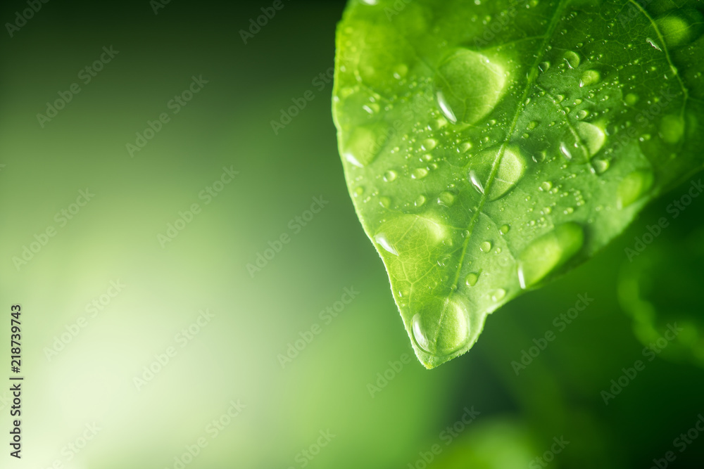 water drops on green leaf - obrazy, fototapety, plakaty 