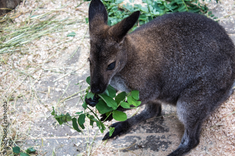 a small kangooroo is eating green leaves a small kangooroo is eating green leaves
