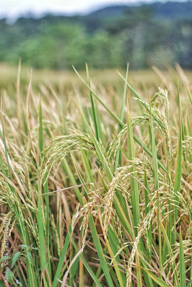 Green Paddy field in the morning or rice field in west java indonesia Green Paddy field in the morning or rice field in west java indonesia