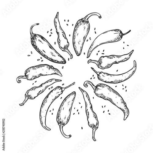 Peppers engraving vector illustration