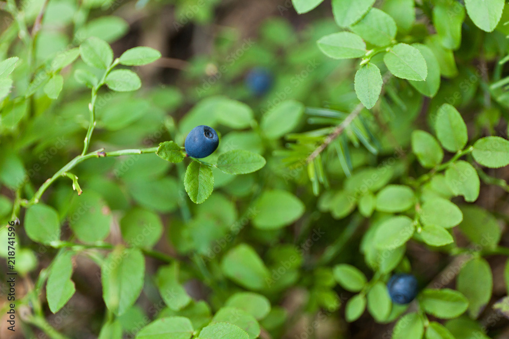 Wild blueberry picking in forest, autumn antioxidant food. Wild blueberry picking in forest, autumn antioxidant food.