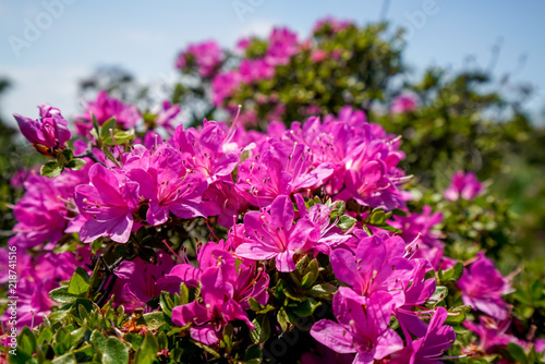 ミヤマキリシマ　経塚山