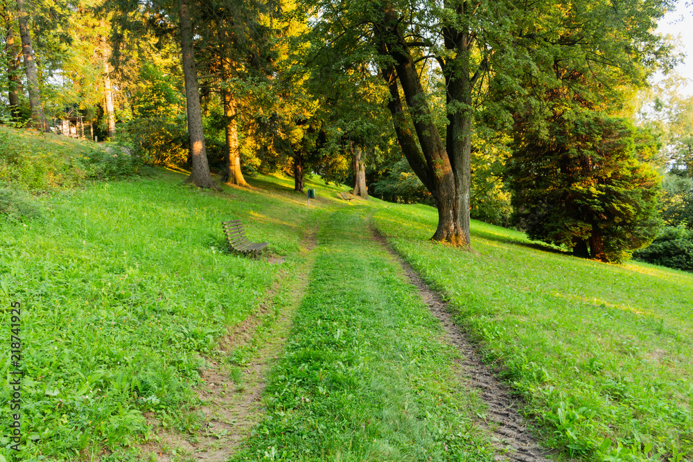 Bright green forest natural walkway in sunny day light. Sunshine forest trees. Sun through vivid green forest.