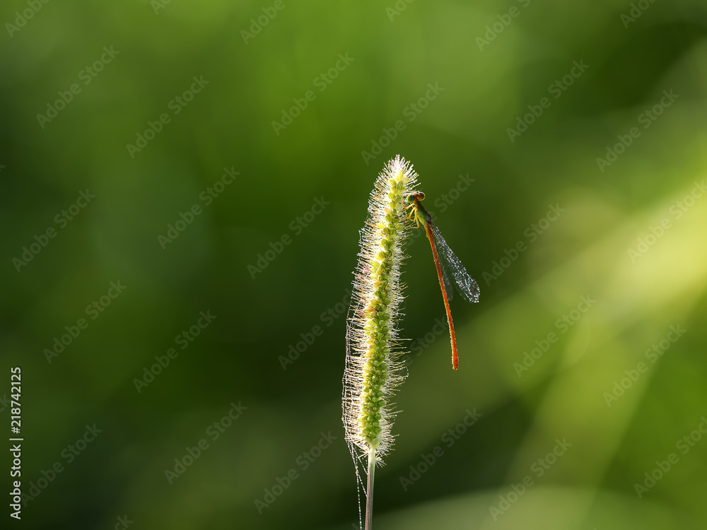 Insects in Vietnam