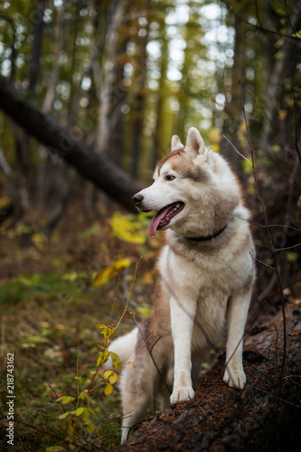 Portrait of beautiful Siberian Husky dog standing on the tree in the bright enchanting fall forest