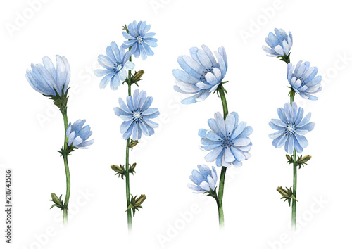 Watercolor illustrations of chicory flowers