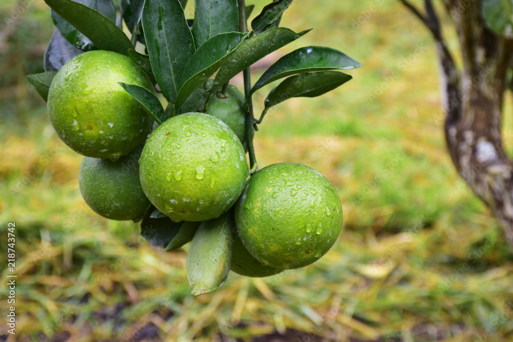 tangerine fruit is ready to eat, fresh and sweet tangerine fruit is ready to eat, fresh and sweet