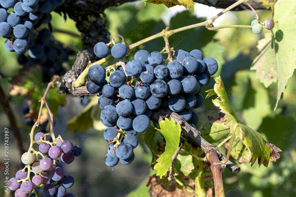 green ripe grapes in the vineyard