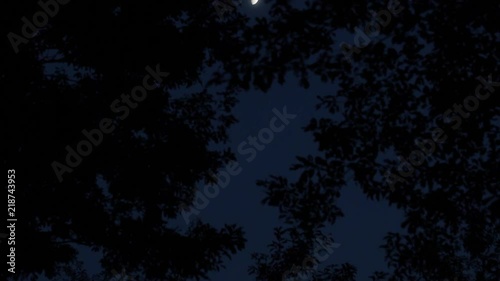 half moon and woods in the dark 4 (bottom to center) 月と夜の森（下から中央へ）