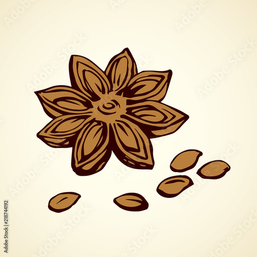 Anise. Vector drawing