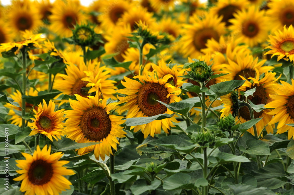 Flowering sunflower in the field